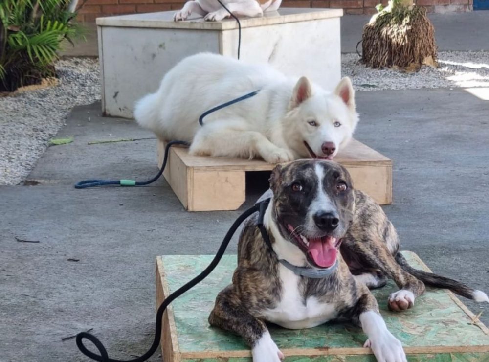 adestramento canino - Recreio dos Bandeirantes (4)